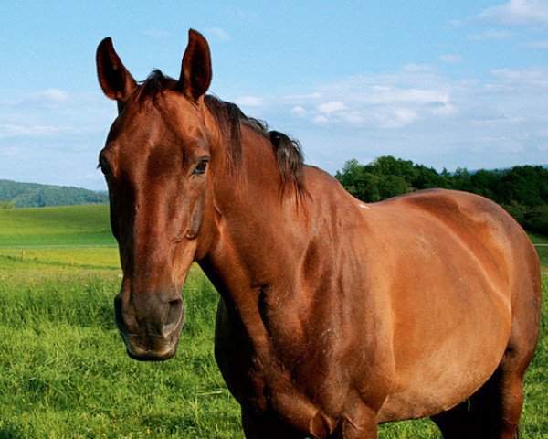 broodmare Dancing Queen (Oldenburg, 1994, from Donnerschlag)