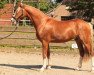 dressage horse Oakland's Magic Dancer (German Riding Pony, 2013, from FS Mr. Right)