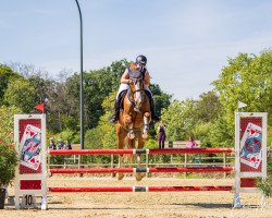 jumper Merlins Montana (Irish Sport Horse, 2013, from Eldiam de Reve)