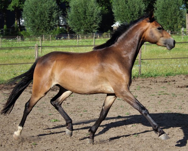 horse Hesselteichs Darya (Kleines Deutsches Pony, 2020, from HET Don´t forget me)