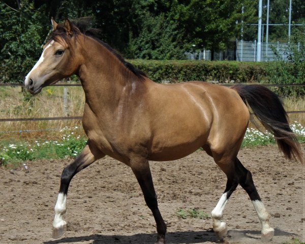 dressage horse Pippins Parel (Nederlands Welsh Ridepony, 2020, from Cassanova du Bois)