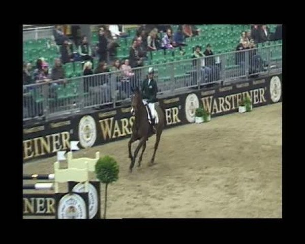 Springpferd Primeval Temptation (KWPN (Niederländisches Warmblut), 2004, von Rash R)