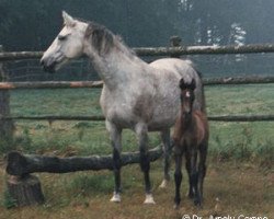 Zuchtstute Bijou II (Oldenburger, 1984, von Furioso II)