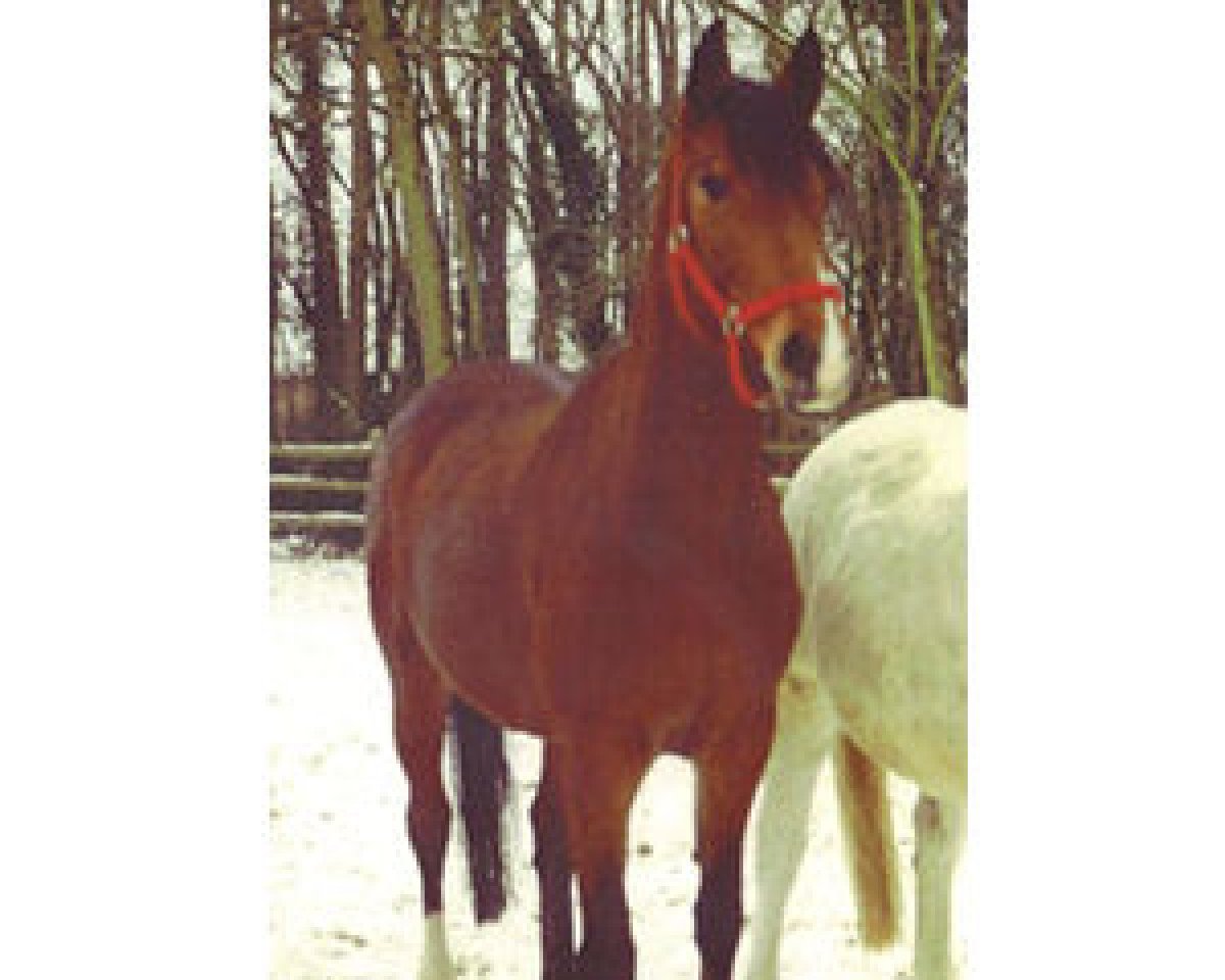 Zuchtstute Bravissima (Oldenburger, 1992, von Calypso II)
