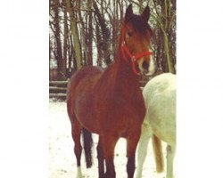 broodmare Bravissima (Oldenburg, 1992, from Calypso II)