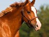 dressage horse Real Nice Lady (German Riding Pony, 2007, from Stukhuster Ricardo Go For Gold)