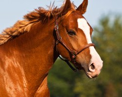 Dressurpferd Real Nice Lady (Deutsches Reitpony, 2007, von Stukhuster Ricardo Go For Gold)