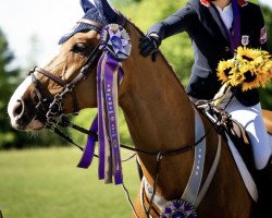 jumper Irocco Blue S (KWPN (Royal Dutch Sporthorse), 2013, from Zirocco Blue)