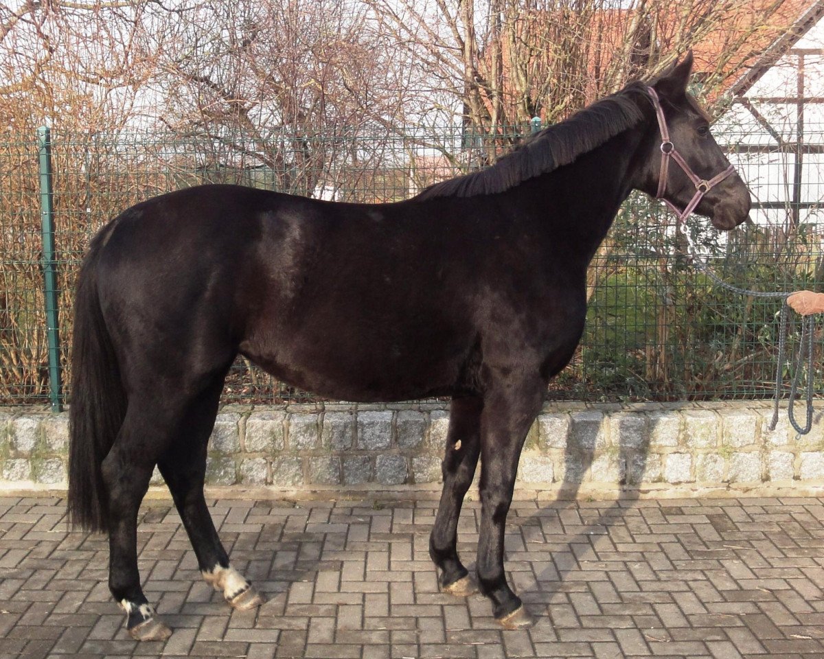 broodmare Donna Clara (Hanoverian, 2009, from Don Frederico)
