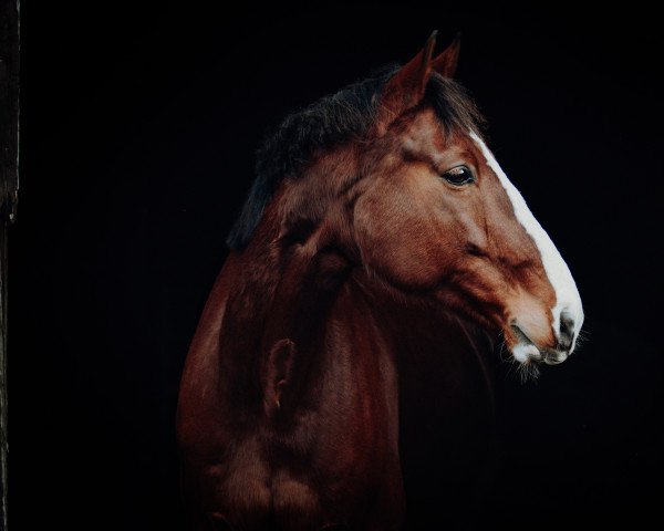 dressage horse DJ. (German Sport Horse, 2010, from Drakdream)