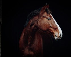 dressage horse Dj. (German Sport Horse, 2010, from Drakdream)