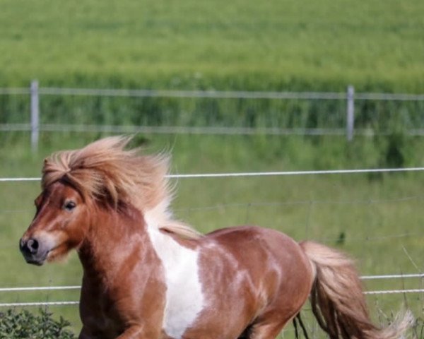 stallion Prinz Paul B (Shetland pony (under 87 cm), 2014, from Birchwood Pocket Prince)