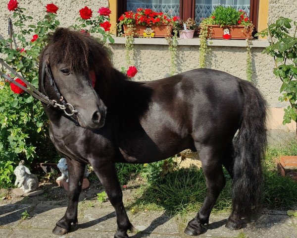 Deckhengst Wilko von Obernissa (Shetland Pony, 2010, von Waulkmill Macrory)