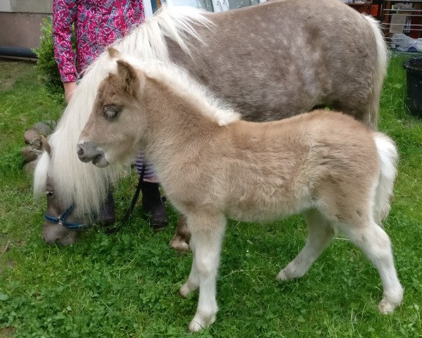 Pferd Jonas von Robinson (Dt.Part-bred Shetland Pony, 2020, von Johnny van Stal Het Noordereind)