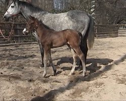 broodmare Wahieda xx (Thoroughbred, 1998, from Sternkönig xx)