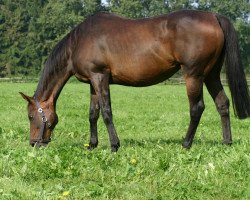 broodmare Schalmai xx (Thoroughbred, 1988, from Nebos xx)