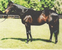 stallion Slip Anchor xx (Thoroughbred, 1982, from Shirley Heights xx)