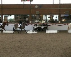 broodmare Laudatio's Jolie Cadeau (German Riding Pony, 2007, from Laudatio)