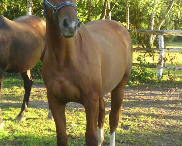 Pferd Chester (Zweibrücker, 2009, von Premier)