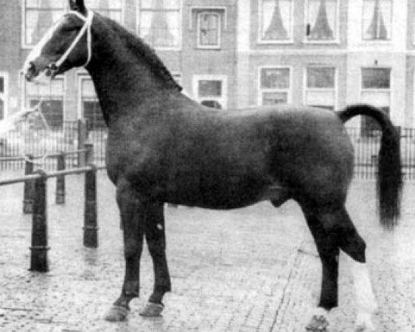 horse Sinaeda (Groningen, 1955, from Camillus)