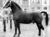 stallion Sinaeda (Groningen, 1955, from Camillus)