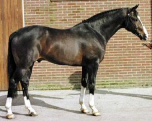 stallion Zuidhorn (Dutch Warmblood, 1981, from Le Val Blanc xx)