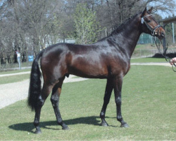 stallion Carry Gold (Holsteiner, 2000, from Carry)