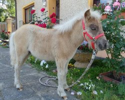 Pferd Jona von Robinson (Dt.Part-bred Shetland Pony, 2020, von Johnny van Stal Het Noordereind)