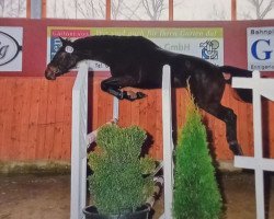 dressage horse Sambuca 64 (Oldenburg show jumper, 2008, from Stalypso)