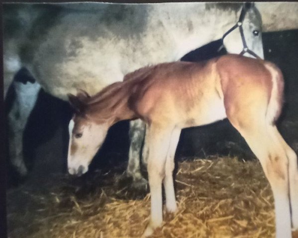 broodmare Amanda (Oldenburg, 1994, from Aldato)