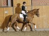 dressage horse Doredo (Hanoverian, 2007, from Don Frederico)