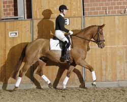 dressage horse Doredo (Hanoverian, 2007, from Don Frederico)