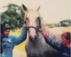 broodmare Udine (Westphalian, 1980, from Usus)