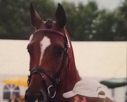 broodmare Contera (Oldenburg, 1999, from Contender)