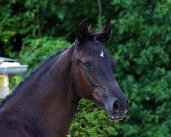 broodmare Damas Noir (Zweibrücken, 2016, from Tannenhof's Download)