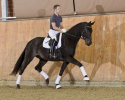 dressage horse Superman (Hanoverian, 2006, from Sandro Hit)