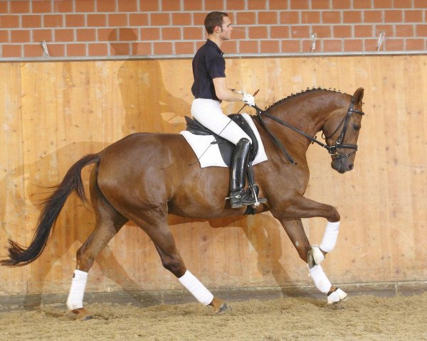 dressage horse Biscaya (Hanoverian, 2007, from Breitling W)