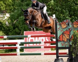 jumper Cinsello Blue PS (Oldenburg show jumper, 2015, from Cinsey)