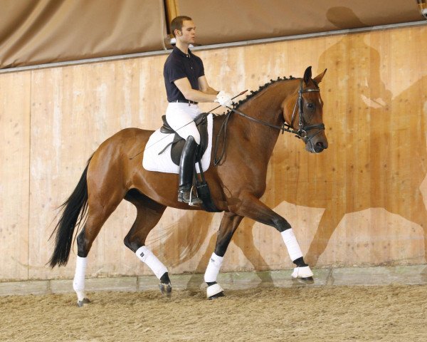 dressage horse Sancerre (Hanoverian, 2008, from St. Moritz)