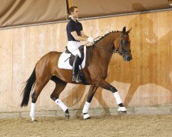 dressage horse Sancerre (Hanoverian, 2008, from St. Moritz)