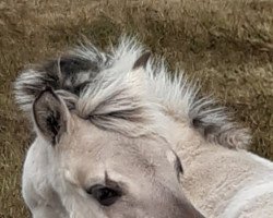 horse Kamila vom Töster Grund (Fjord Horse, 2022, from Turbo Romeo N.2573)