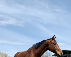 dressage horse BASU's Attila (Deutsches Sportpferd, 2013, from Ampère)