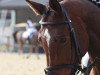 dressage horse Arthur M (Trakehner, 2002, from Peron junior)