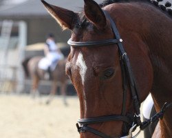 dressage horse Arthur M (Trakehner, 2002, from Peron junior)