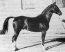 stallion Niger (Swedish Warmblood, 1935, from Eros)
