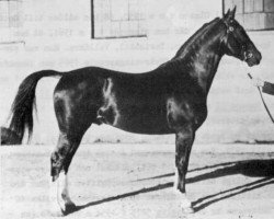 Deckhengst Niger (Schwedisches Warmblut, 1935, von Eros)