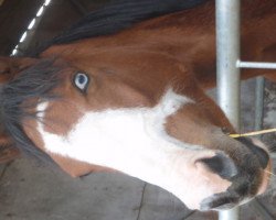 horse Kaspar (German Riding Pony, 2008, from Top Karetino)