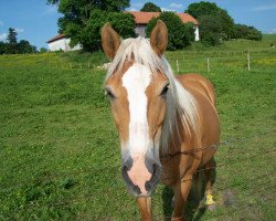 Zuchtstute Tilly (8,59% ox) (Edelbluthaflinger, 1996, von Norlan (7,81% ox))