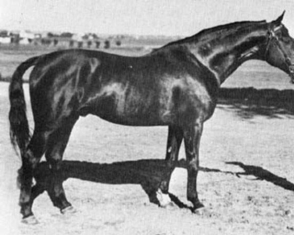 stallion Florett (Swedish Warmblood, 1927, from Time Honoured xx)