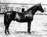 stallion Time Honoured xx (Thoroughbred, 1913, from John O'Gaunt xx)